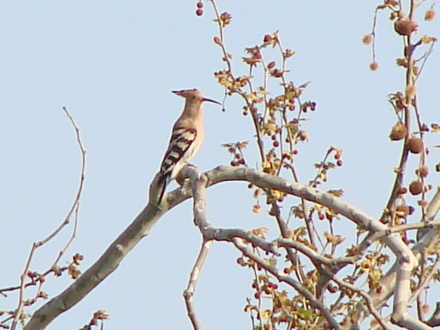 macchia grande e la sua avifauna